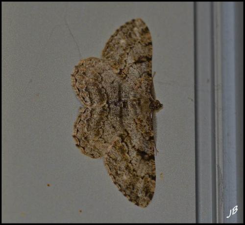 Peribatodes rhomboidaria